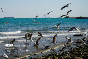 Read more about the article پایداری نسبی شرایط جوی خلیج فارس تا پایان هفته