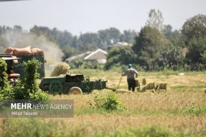 Read more about the article میاندورود به اوج برداشت برنج؛ تولید با جهش ۳۱ درصدی به نزدیک ۴۶ هزار تن رسید