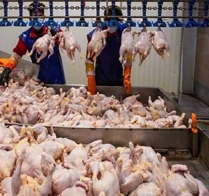 خروج مرغ از گلستان تا تأمین کامل بازار ممنوع شد