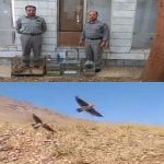 فروشندگان غیرمجاز پرندگان زینتی در بروجرد دستگیر شدند