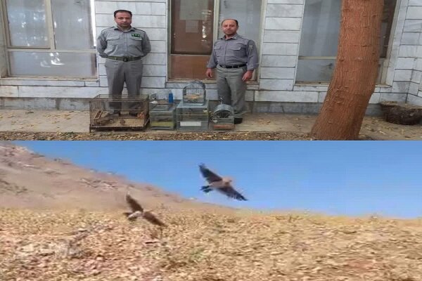 فروشندگان غیرمجاز پرندگان زینتی در بروجرد دستگیر شدند