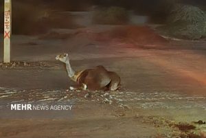 Read more about the article توقیف شتر رهاشده در جاسک