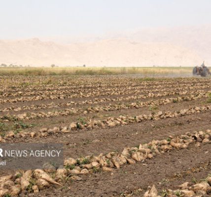 پیش‌بینی برداشت ۵۷۰ هزار تن چغندرقند در لرستان