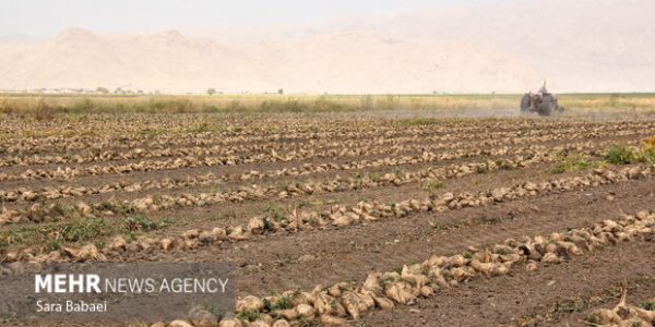 پیش‌بینی برداشت ۵۷۰ هزار تن چغندرقند در لرستان