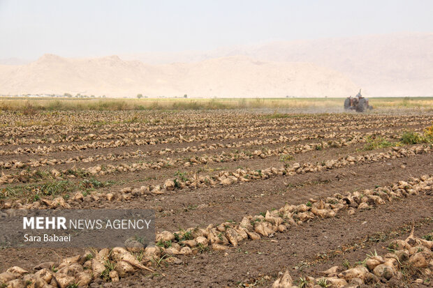پیش‌بینی برداشت ۵۷۰ هزار تن چغندرقند در لرستان