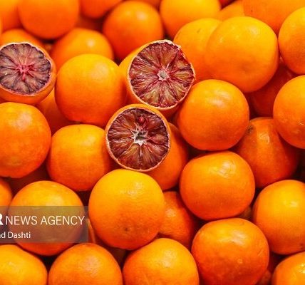 ۶۰ هزار تنی کیوی و مرکبات مازندران به بازارهای جهانی صادر شد