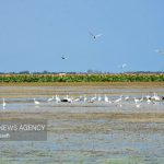 همایش بزرگداشت روز جهانی تالاب‌ها آغاز شد