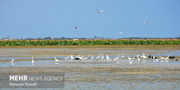 همایش بزرگداشت روز جهانی تالاب‌ها آغاز شد