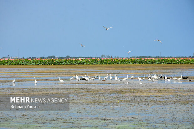 همایش بزرگداشت روز جهانی تالاب‌ها آغاز شد