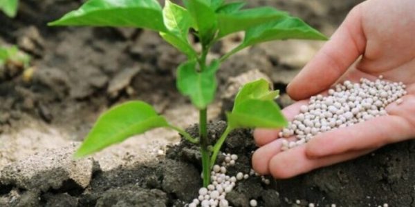 یاپرداخت مستقیم یارانه کود به کشاورزان گلستانی آغاز شد